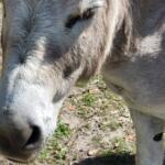 donkey ocala florida
