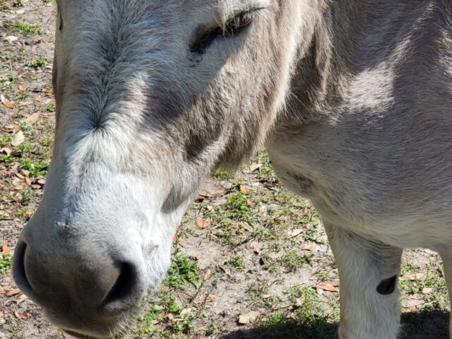 donkey ocala florida