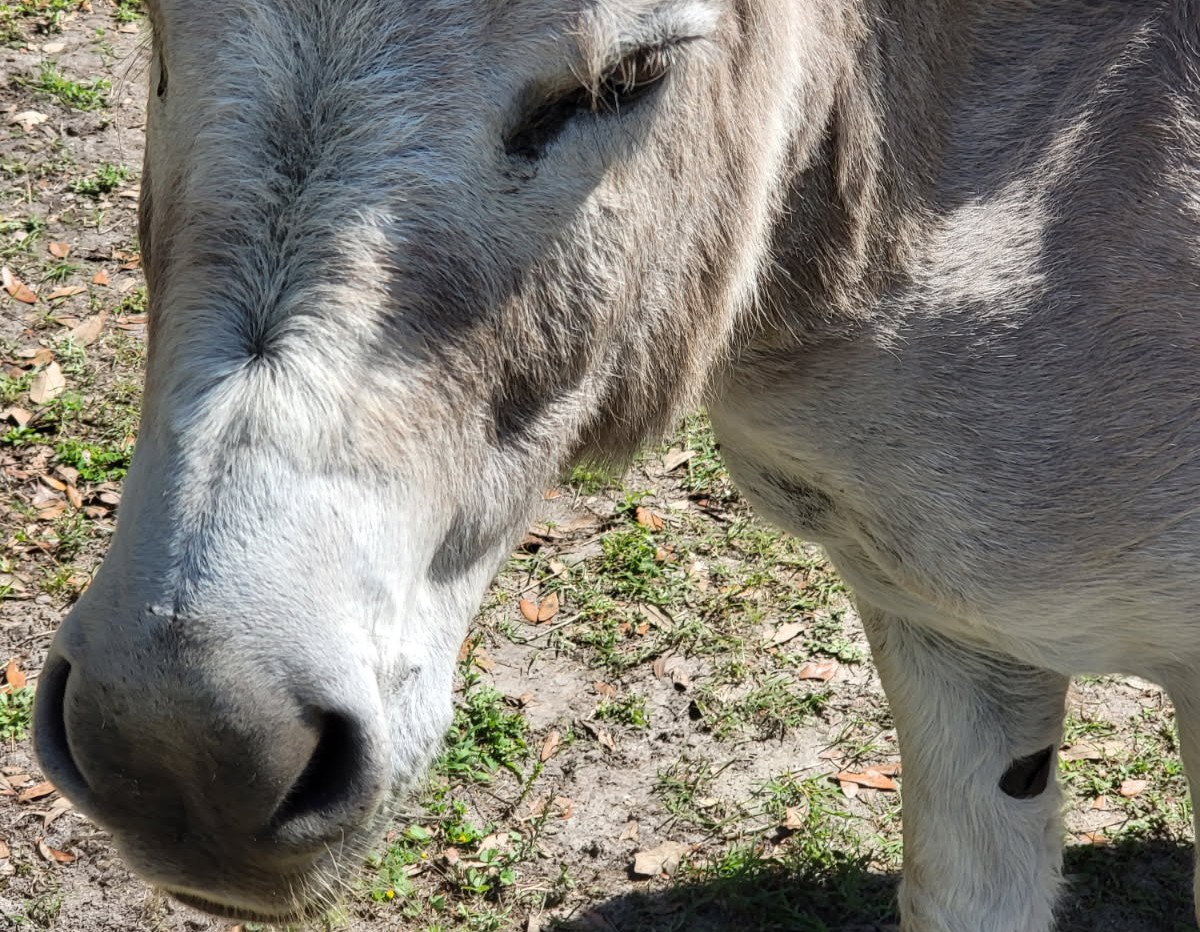 donkey ocala florida