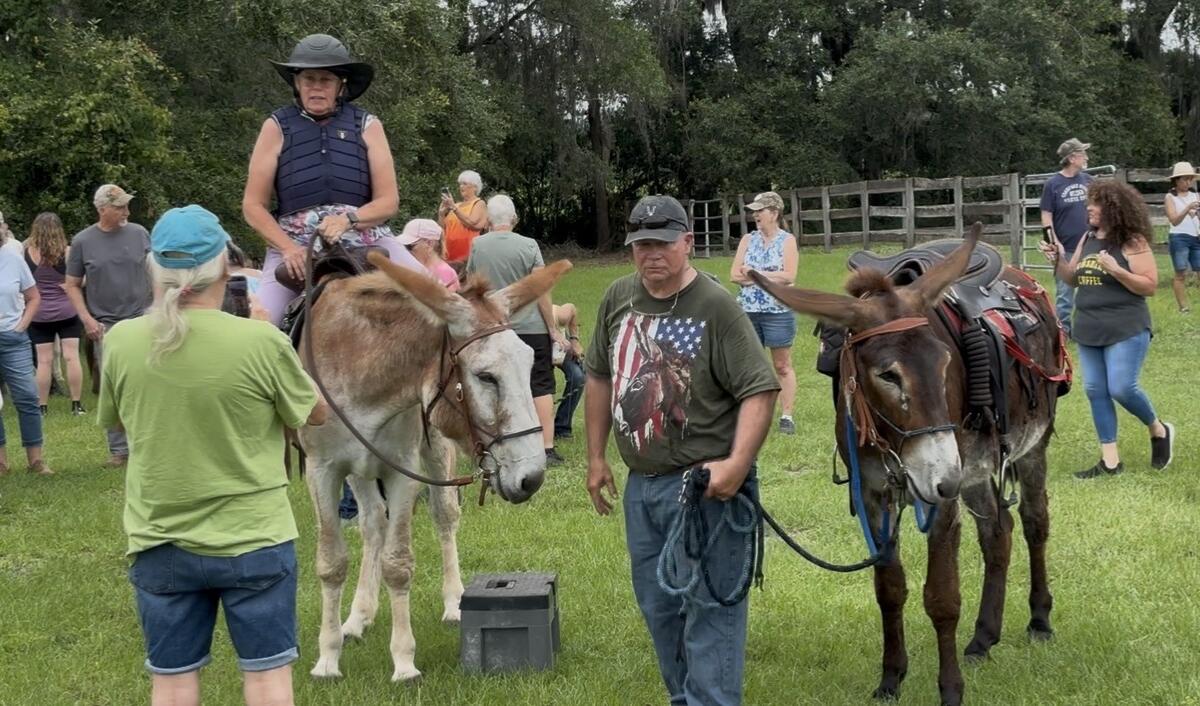 Group of people at a grassy outdoor horse event; a rider wearing a helmet sits on a white donkey, others with horses and donkeys nearby.