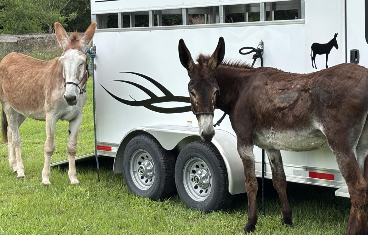 Two donkeys stand beside a white horse trailer on a grassy field, one light brown and one dark brown with halters on.