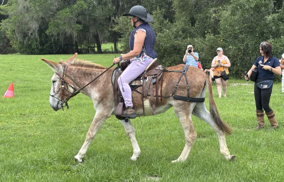A person wearing a protective vest and helmet rides a brown horse across a grassy field, with spectators watching in the background.
