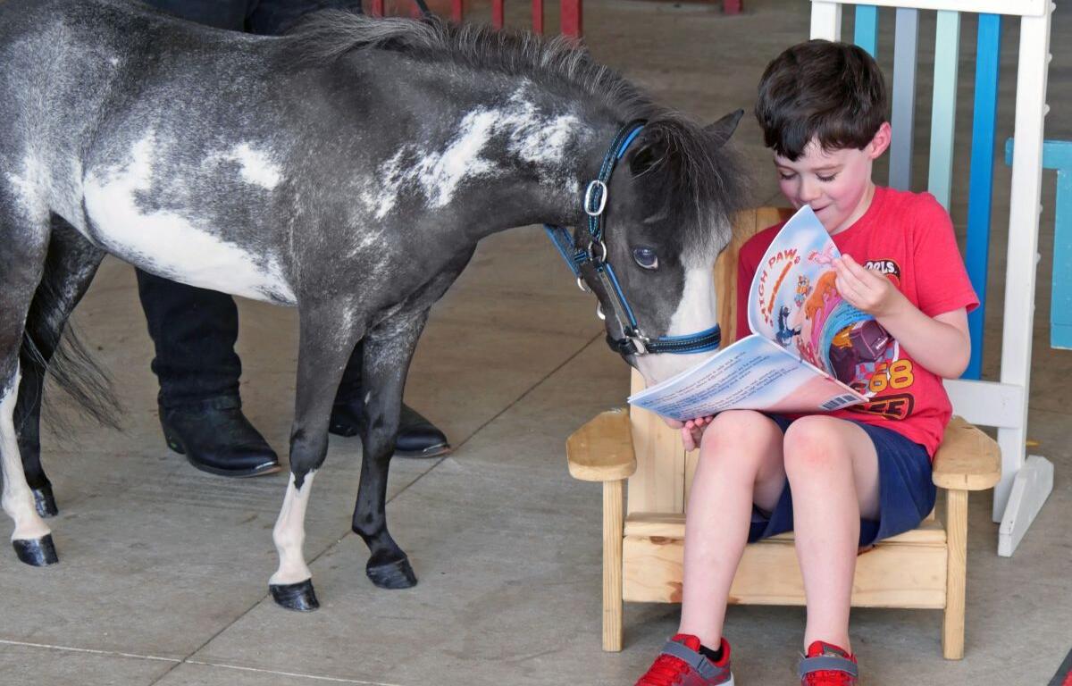 gentle carousel mini horse therapy ocala