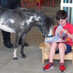 gentle carousel mini horse therapy ocala