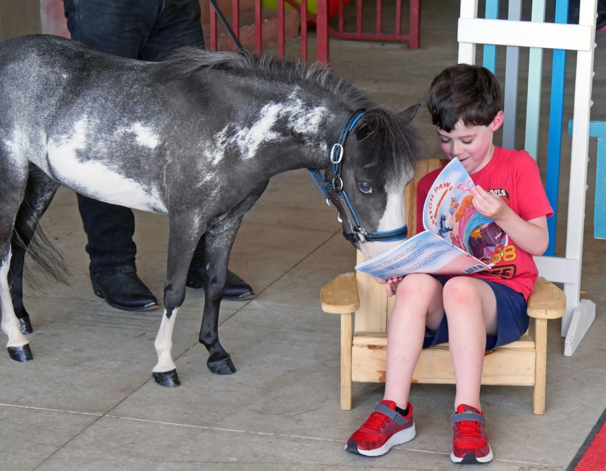 gentle carousel mini horse therapy ocala