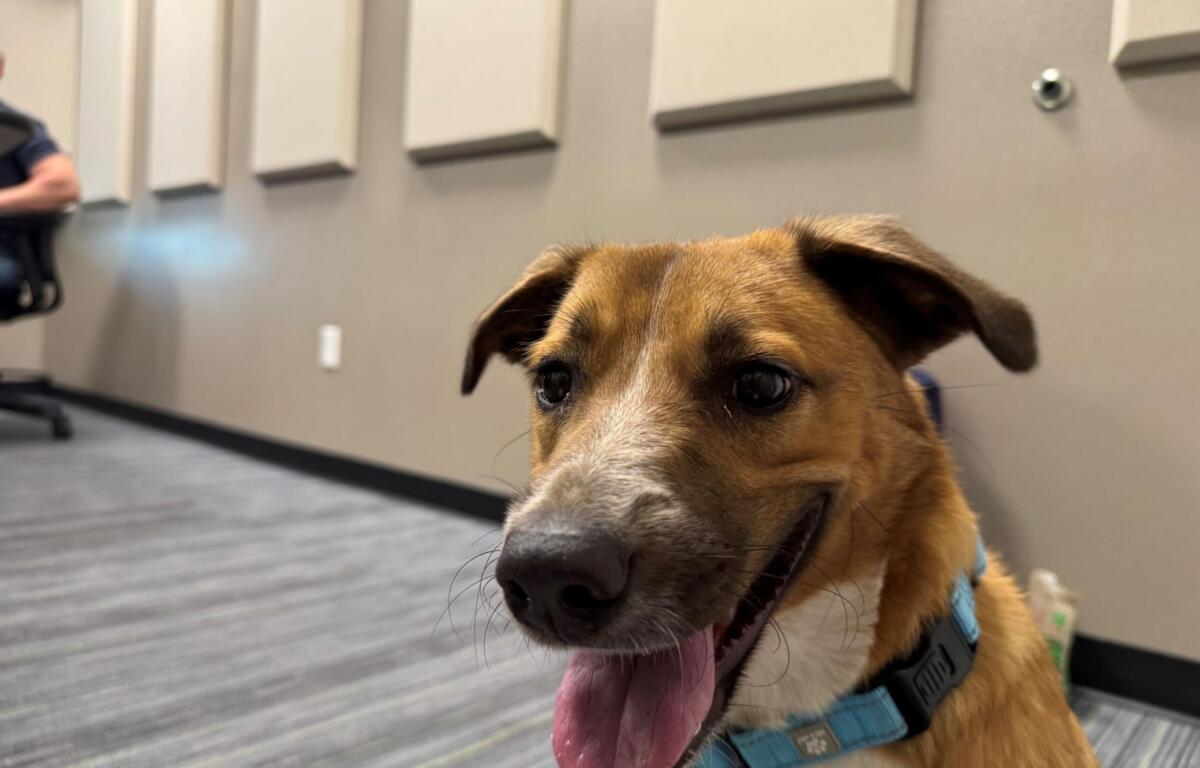 Close-up of a brown dog wearing a blue harness, panting with tongue out in an indoor hallway.