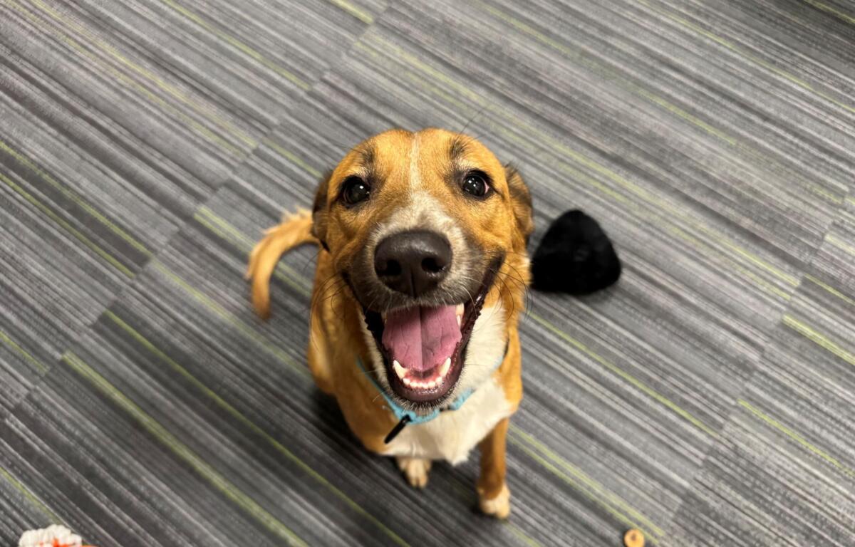 Happy brown dog looking up at the camera with an open mouth indoors on a striped gray carpet ahead of the viewer as if asking for attention, tongue out.