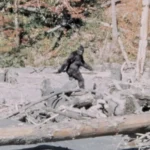 still patterson gimlin bigfoot film great florida bigfoot conference ocala