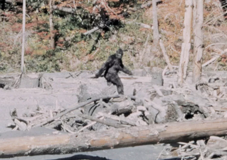 still patterson gimlin bigfoot film great florida bigfoot conference ocala