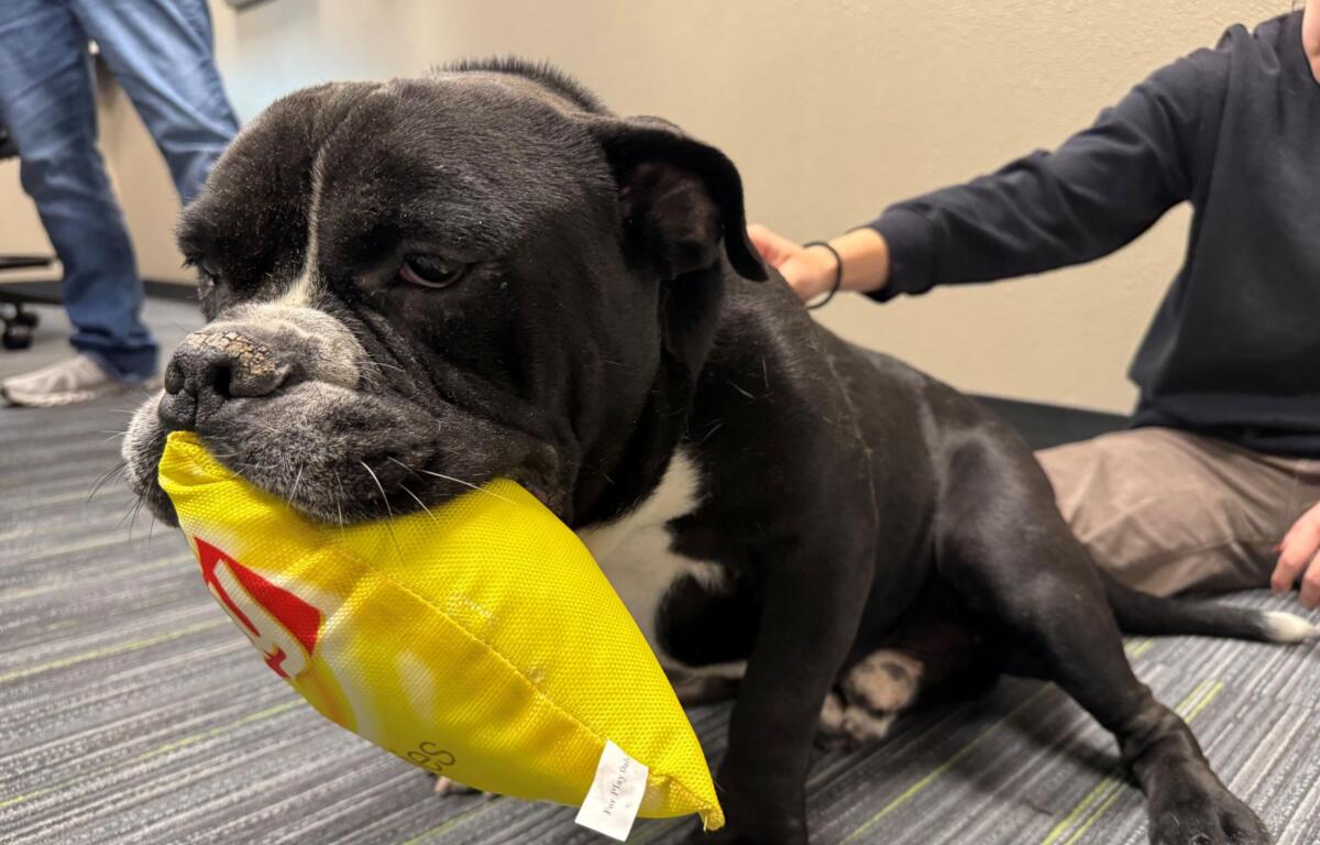 Black dog with a yellow bandana resting indoors on a striped carpet, a person in a dark shirt petting its side nearby.