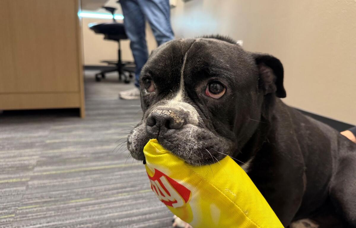 Close-up of a black dog wearing a yellow bandana in an office setting, with a person and chair visible in the background.