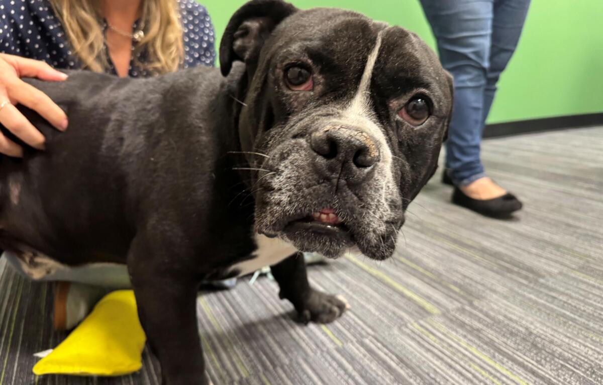 Close-up of a black and gray bulldog being petted by a person, with a bright yellow shoe and a green wall in the background.