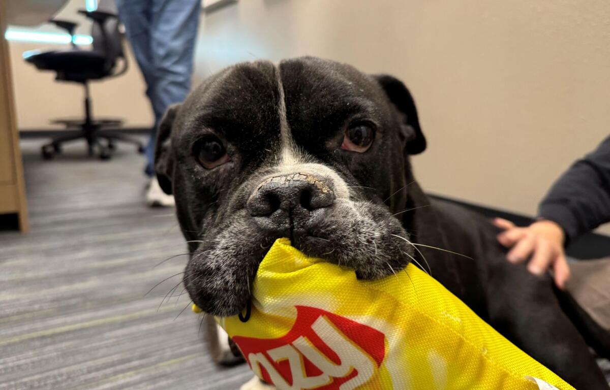 Close-up of a black dog with a white blaze wearing a bright yellow safety vest and a race bib, indoors.