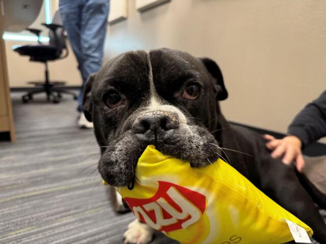 Close-up of a black dog with a white blaze wearing a bright yellow safety vest and a race bib, indoors.
