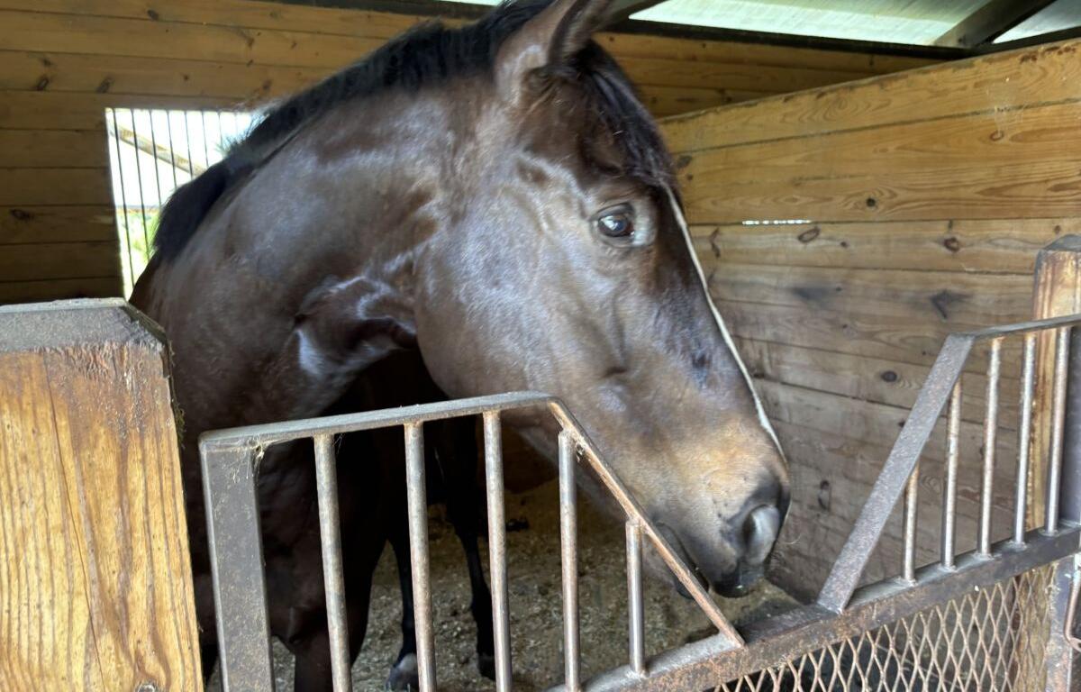 lutie horse marion county ocala florida