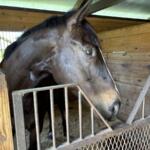 lutie horse marion county ocala florida