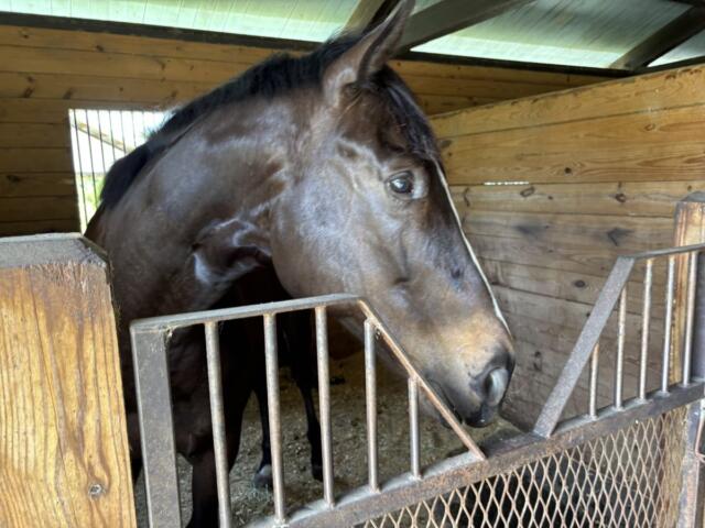 lutie horse marion county ocala florida