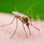 mosquito-borne west nile virus in alachua county florida