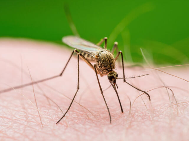 mosquito-borne west nile virus in alachua county florida