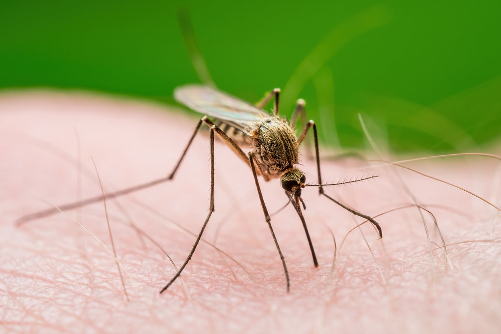 mosquito-borne west nile virus in alachua county florida