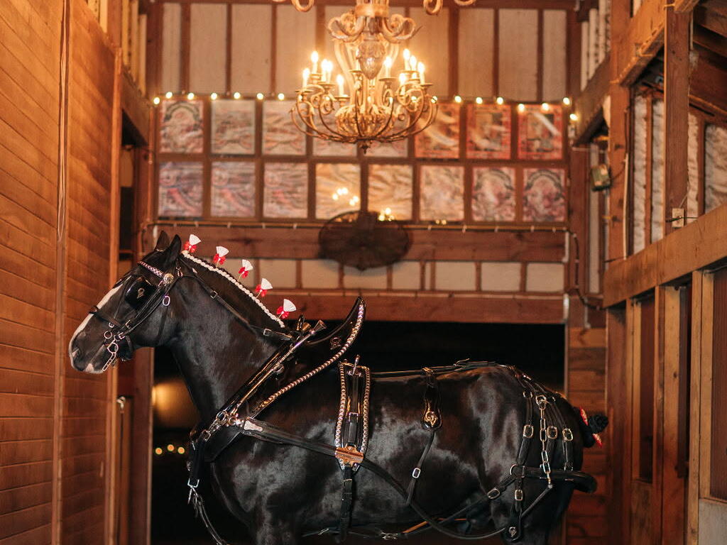 Black horse in ornate tack stands in a wooden barn hallway under a decorative chandelier.