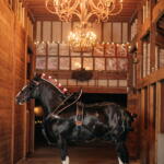 Black horse in ornate tack stands in a wooden barn hallway under a decorative chandelier.