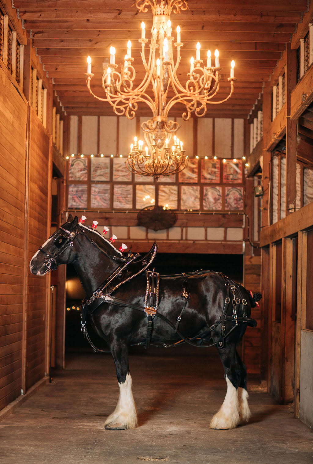Black horse in ornate tack stands in a wooden barn hallway under a decorative chandelier.