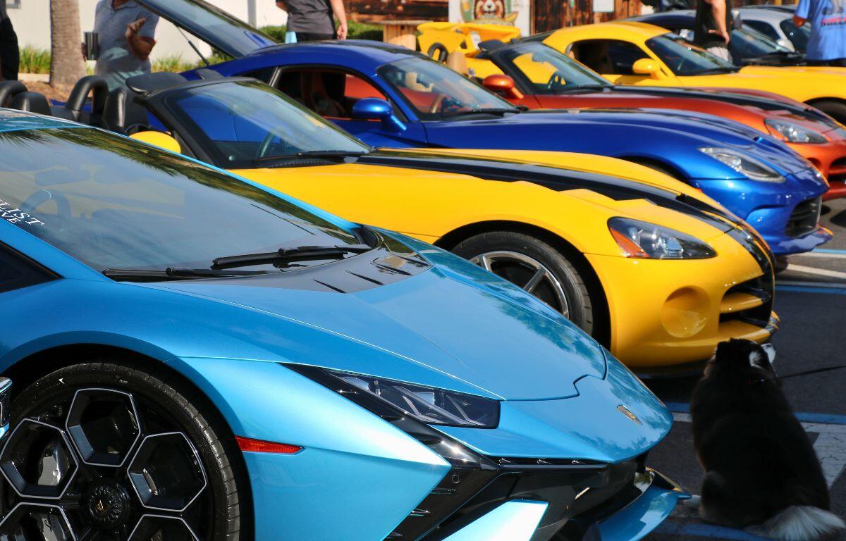 Lineup of bright blue, yellow, and orange sports cars parked closely together, with a dark dog sitting by the curb in the foreground on a sunny day