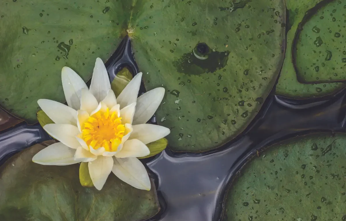 lotus flower