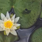 lotus flower