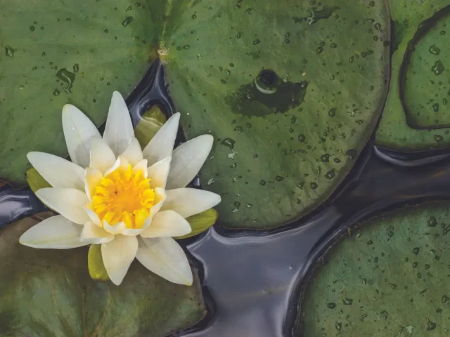 lotus flower