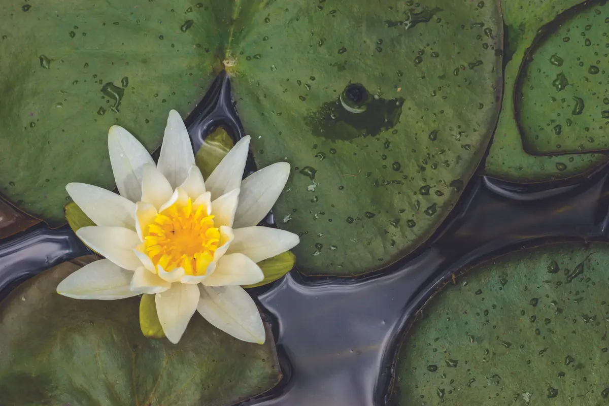 lotus flower