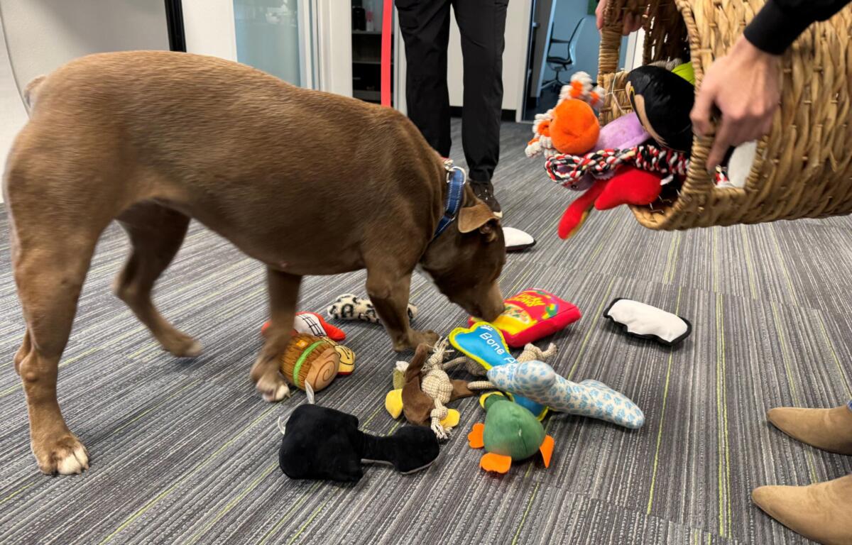 Brown dog sniffing colorful stuffed toys scattered on a striped office carpet in an indoor room with a wicker chair nearby