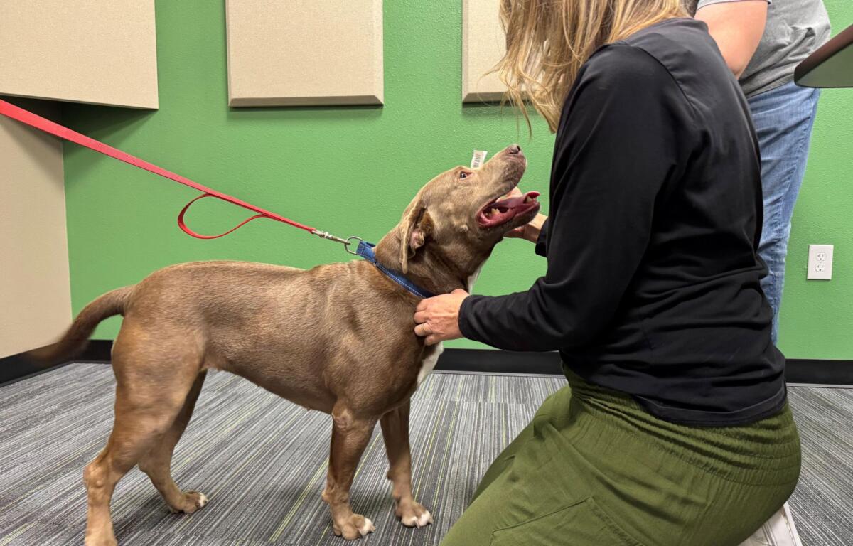 Brown dog on a red leash looks up at a person kneeling beside it in a room with a green wall, indoors.