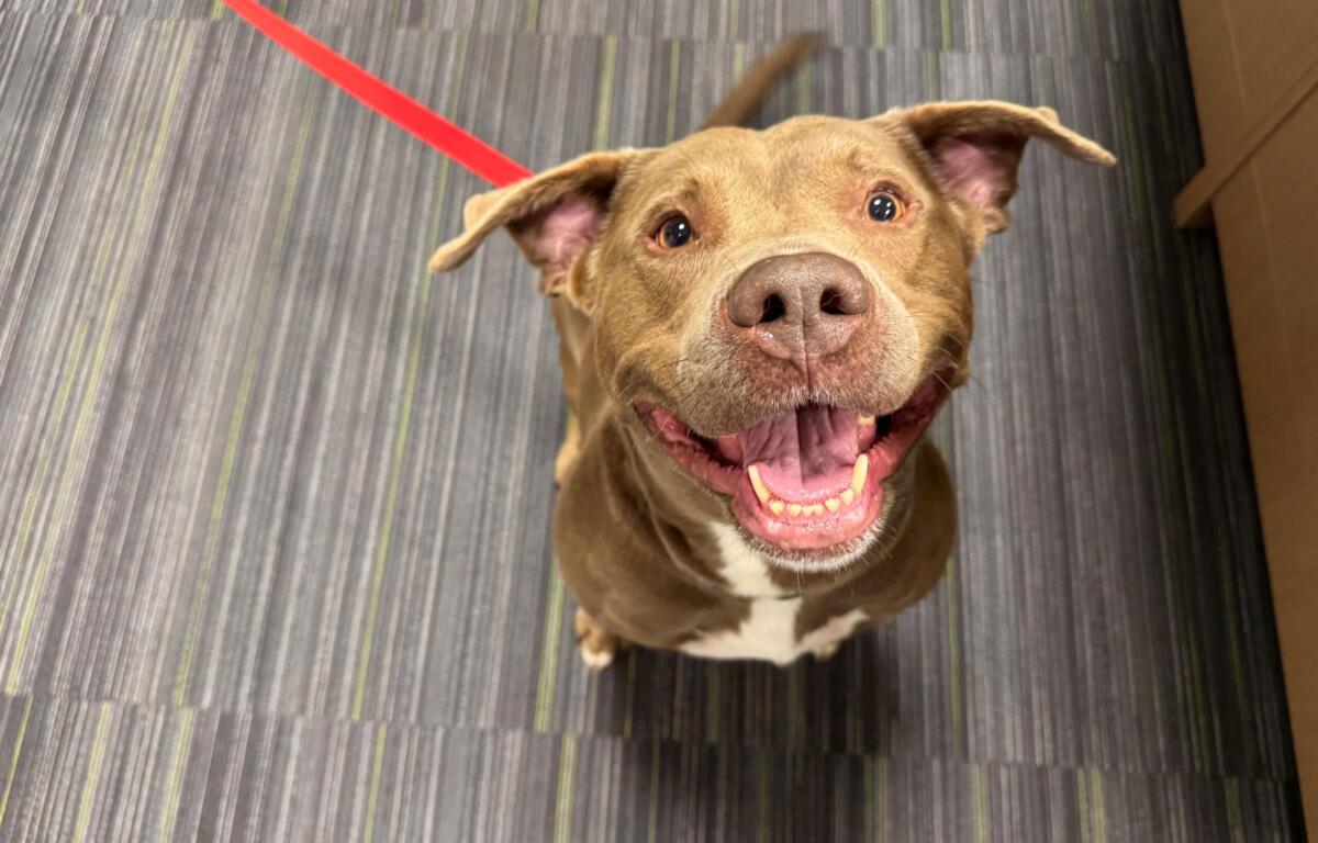 A joyful brown dog looking up at the camera with a red leash in view and a striped carpet background.
