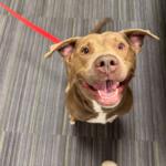 A joyful brown dog looking up at the camera with a red leash in view and a striped carpet background.