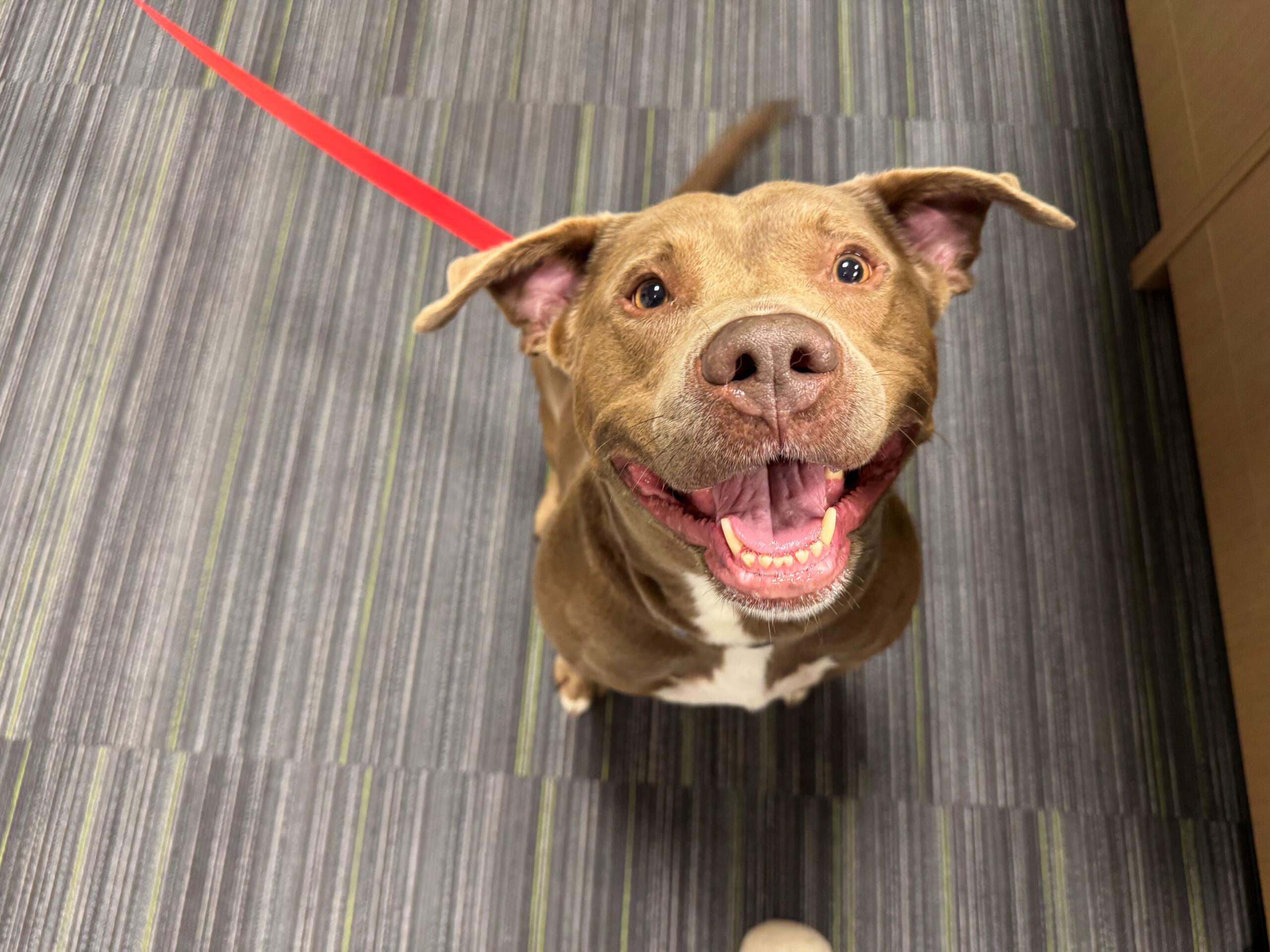 A joyful brown dog looking up at the camera with a red leash in view and a striped carpet background.