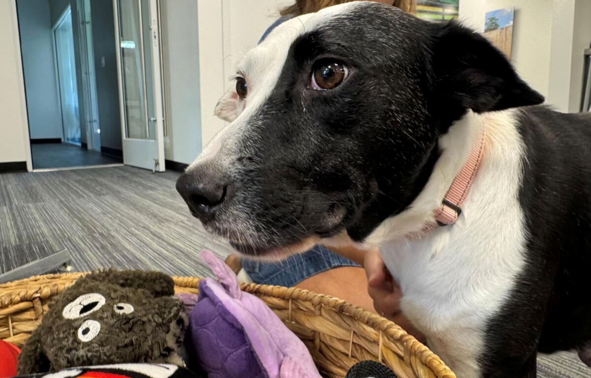 Close-up of a black-and-white dog wearing a pink collar, sitting beside a basket of stuffed animals in an office setting as a person holds it in the background.