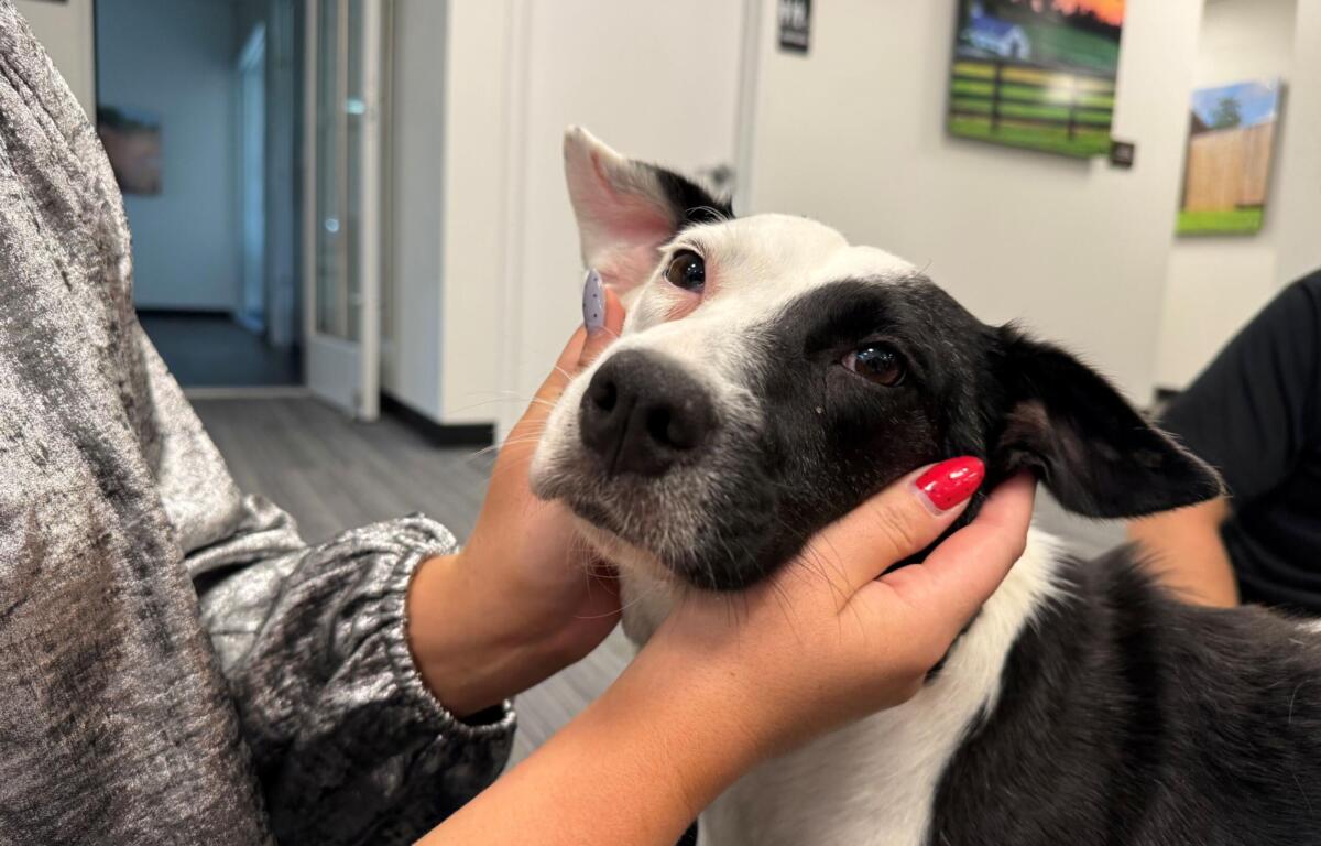 Close-up of a black-and-white dog being gently held by a person with red nails in a bright indoor space, likely a clinic or office.