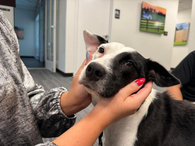 Close-up of a black-and-white dog being gently held by a person with red nails in a bright indoor space, likely a clinic or office.