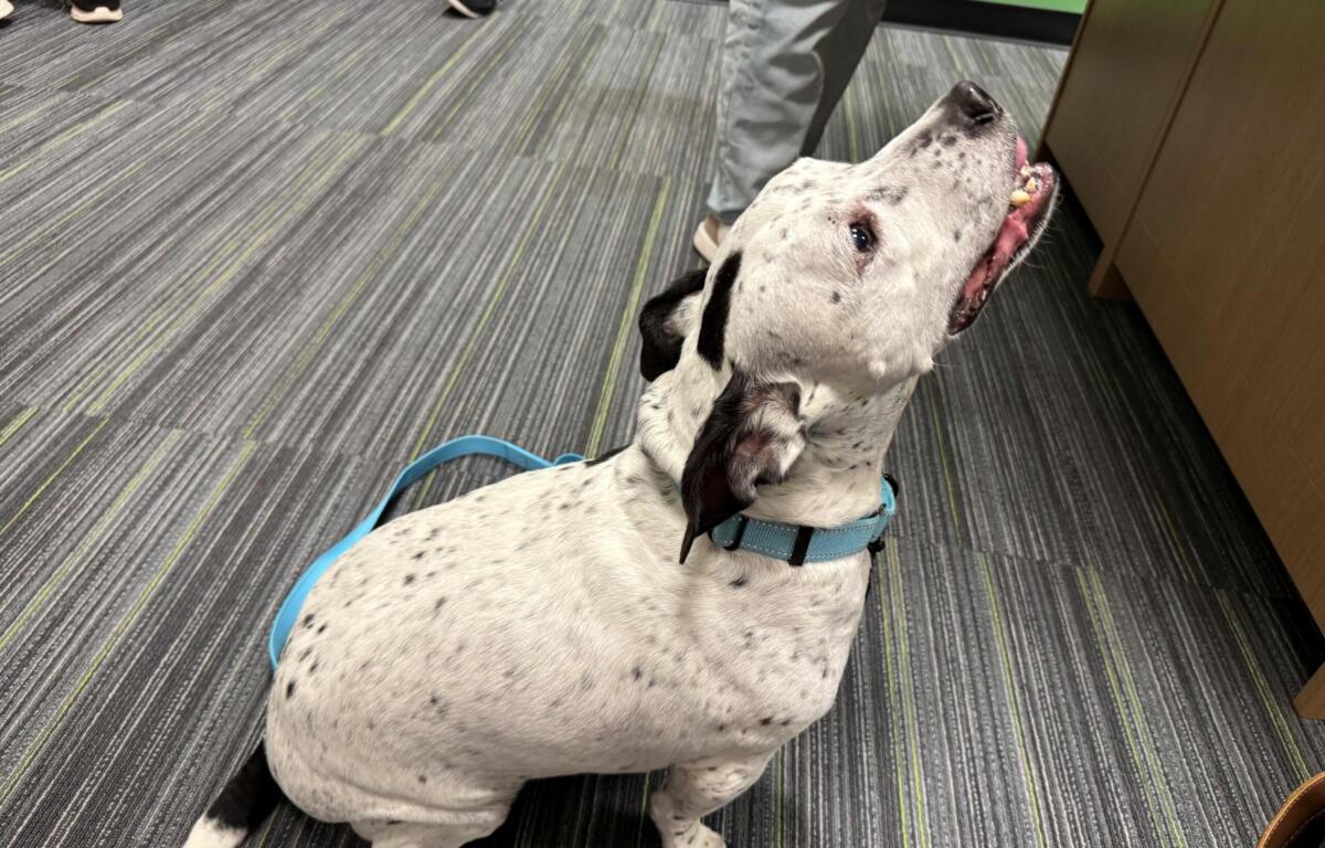 White dog with black spots wearing a blue harness sits on a striped gray carpet, with people standing nearby in the background.