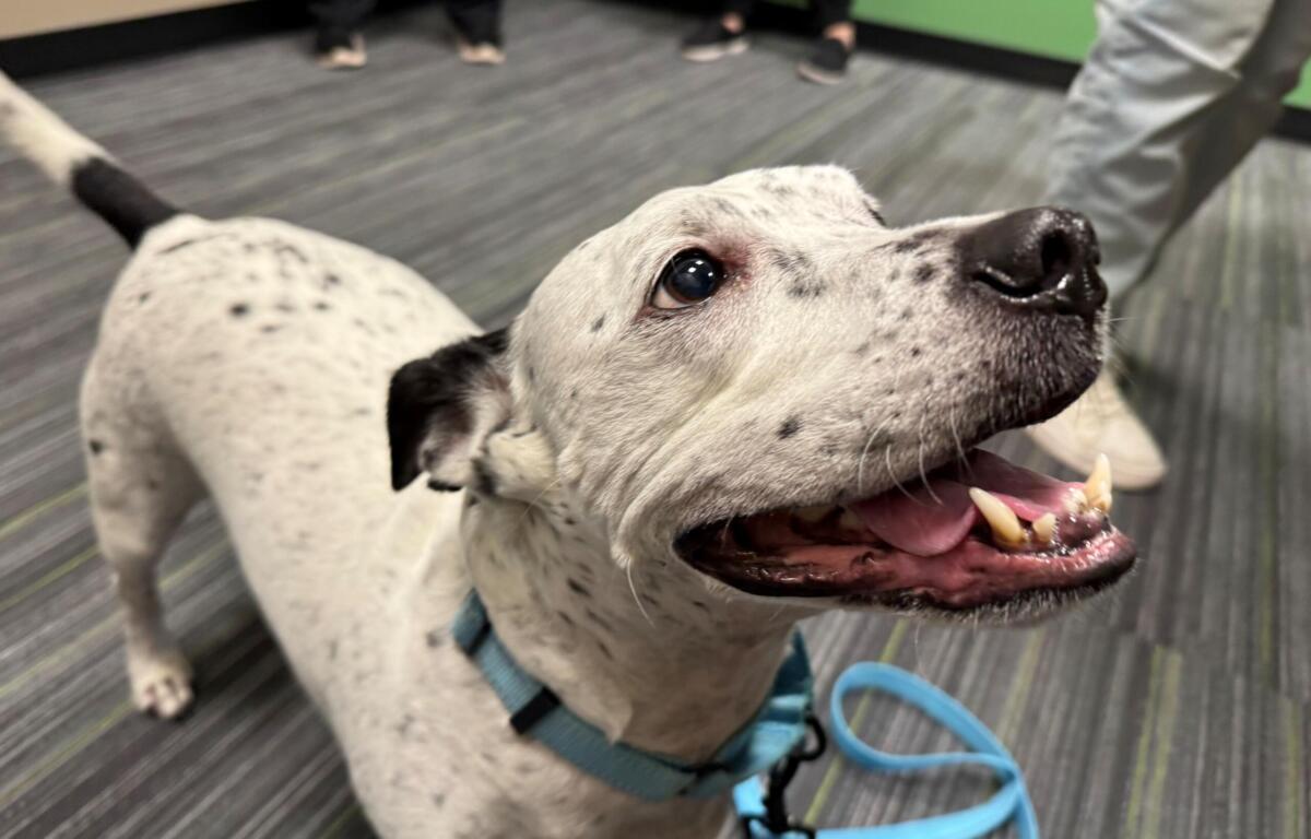 Close-up of a speckled dog looking up at the camera, mouth open, wearing a teal harness with a blue leash indoors on a striped floor.