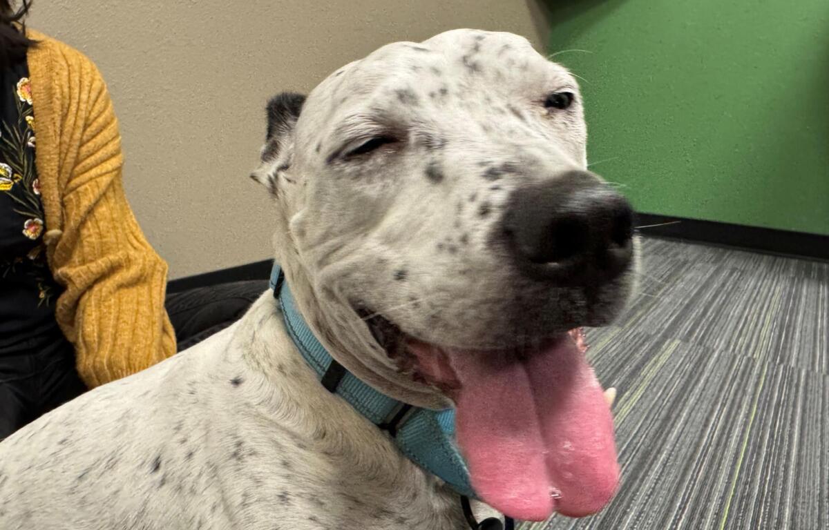 Close-up of a speckled white dog with a blue collar, mouth open and tongue hanging out indoors next to a person in a mustard cardigan.
