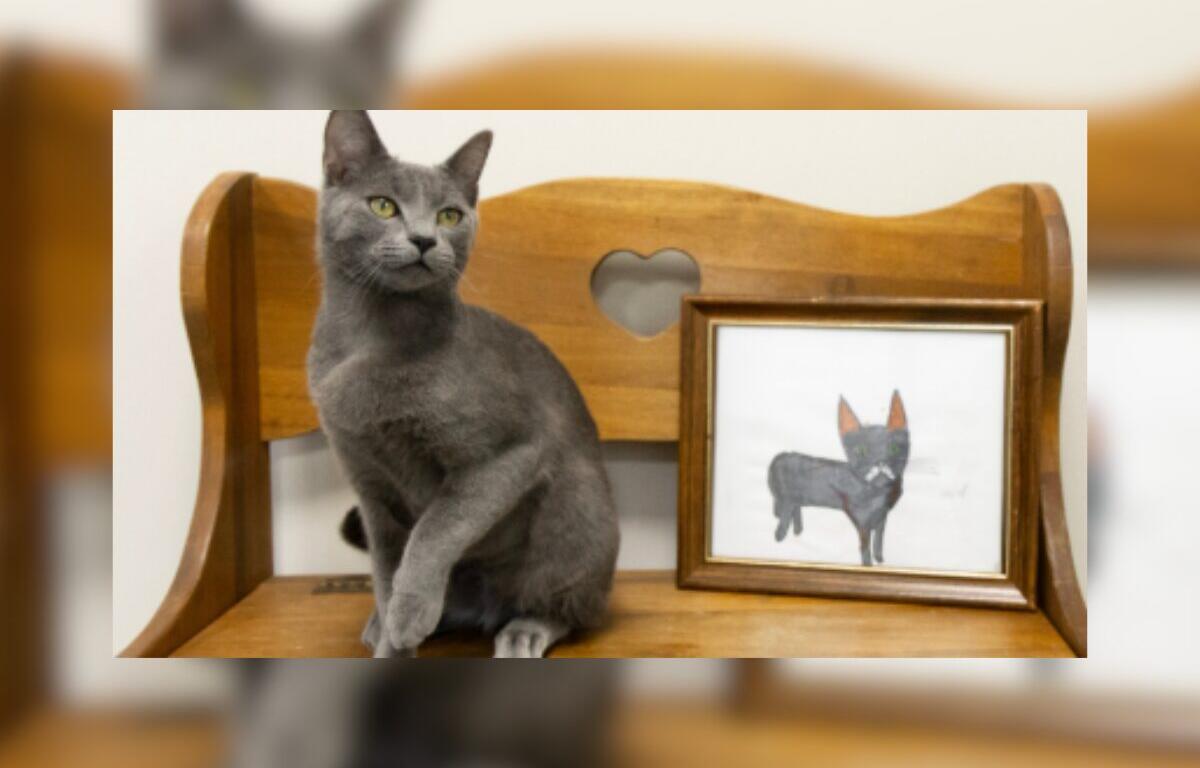poorly drawn pets humane society of north central florida