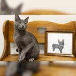 poorly drawn pets humane society of north central florida