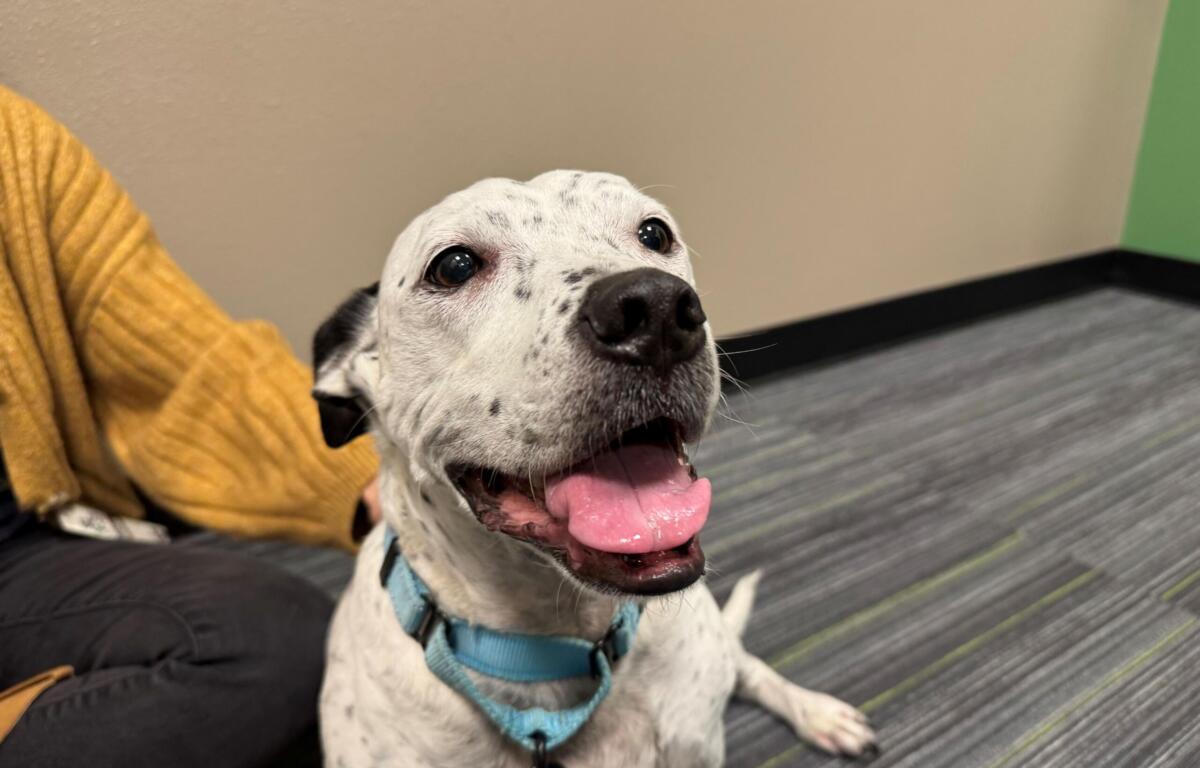 Smiling dog with its tongue out, wearing a light blue collar indoors on a striped floor.