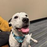 Smiling dog with its tongue out, wearing a light blue collar indoors on a striped floor.