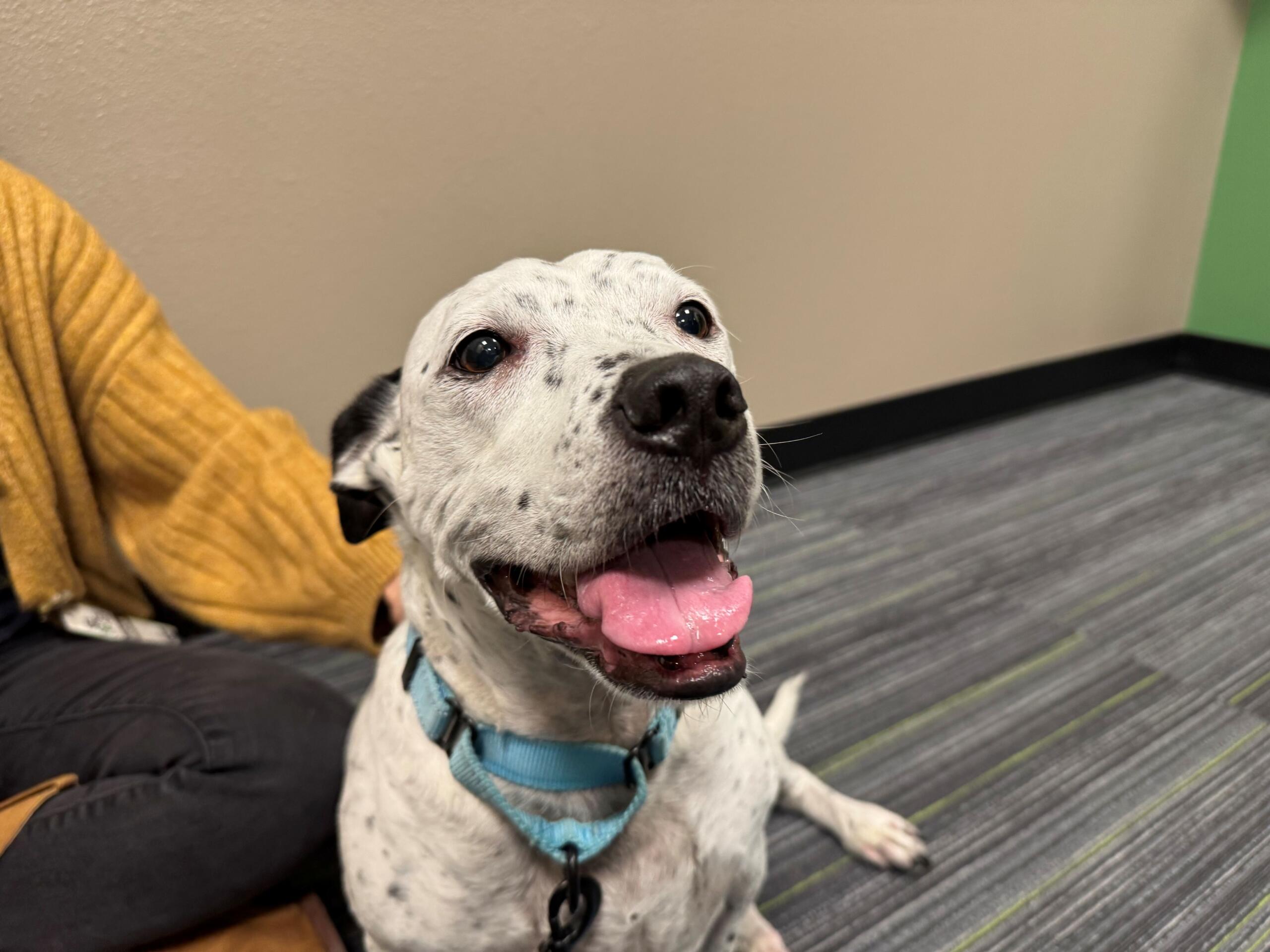 Smiling dog with its tongue out, wearing a light blue collar indoors on a striped floor.