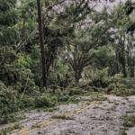 tree limbs roadway blocked severe thunderstorm ocala florida