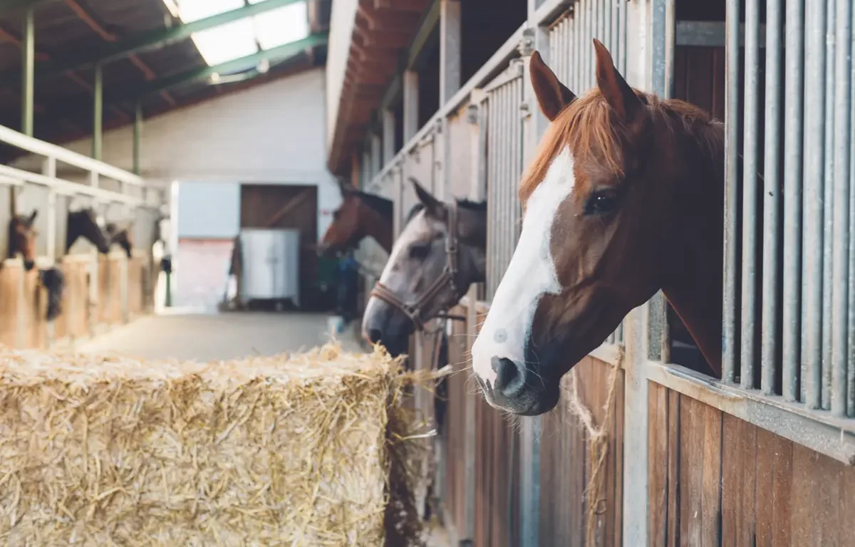 horses hay farm north central florida
